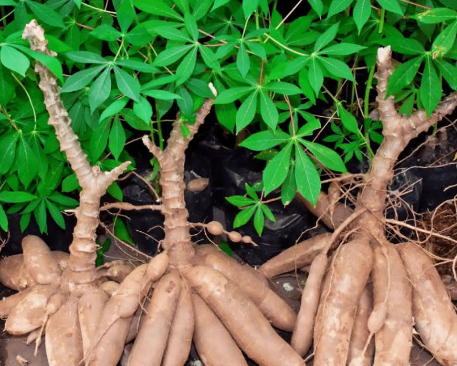 Quality tubers supplied by Rural Pride